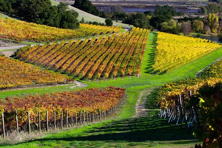 toyon farm napa valley equestrian estate and vineyard