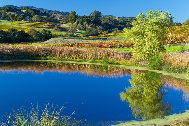 toyon farm napa valley equestrian estate and vineyard