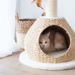 cutest cat condos on amazon