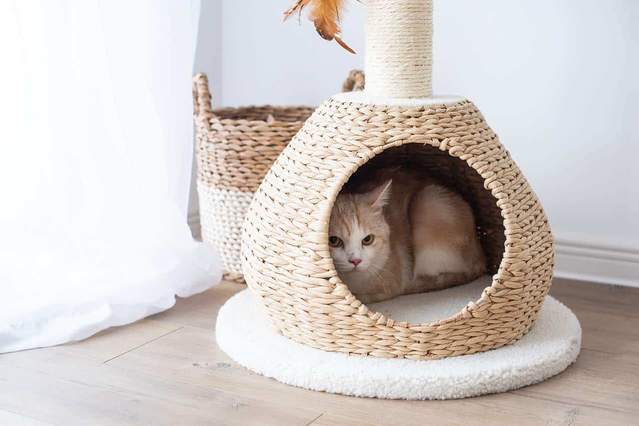 cute cat condo