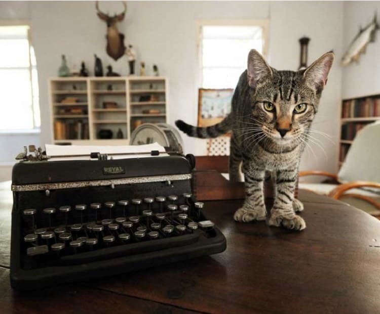 ernest hemingway's six-toed cats in his house in key west