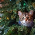 cat stuck in the christmas tree