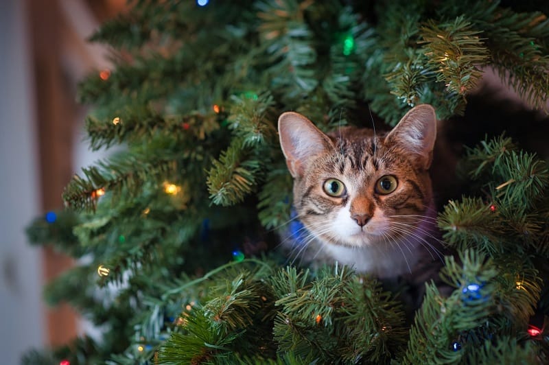 cat stuck in the christmas tree