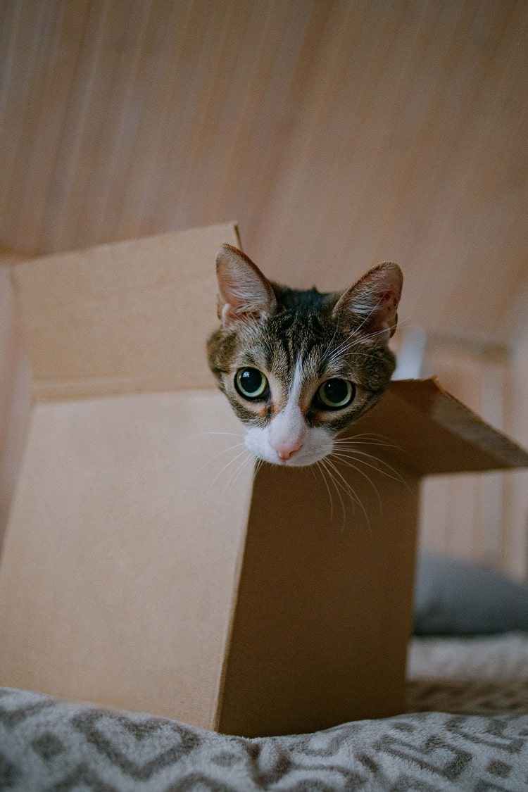 cat having fun with an empty cardboard box