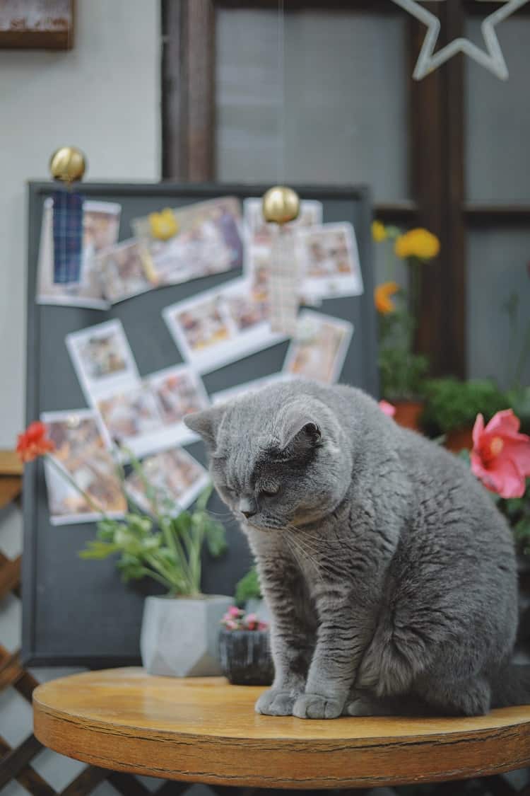 cat sitting on the table