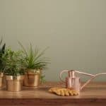 house plants in beautiful pots