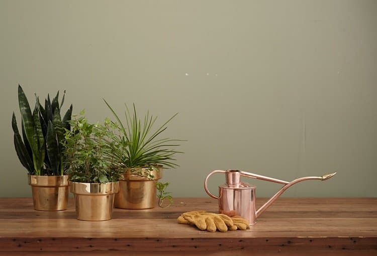 house plants in beautiful pots