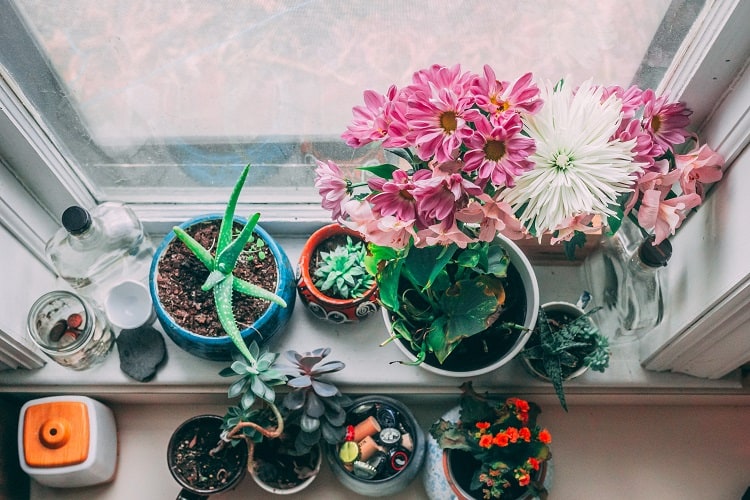 house plants by the window 