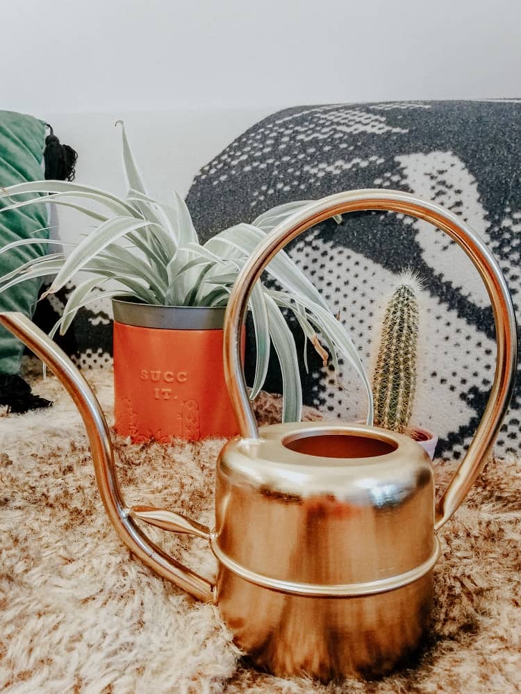 house plant care