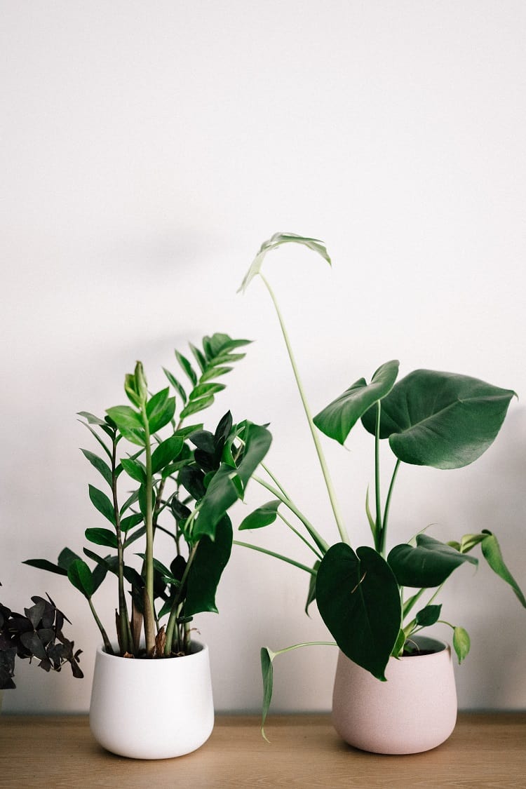 house plants in nice white pots