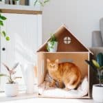 making a home more cat friendly