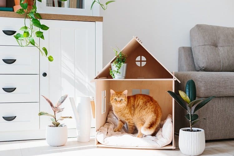 making a home more cat friendly