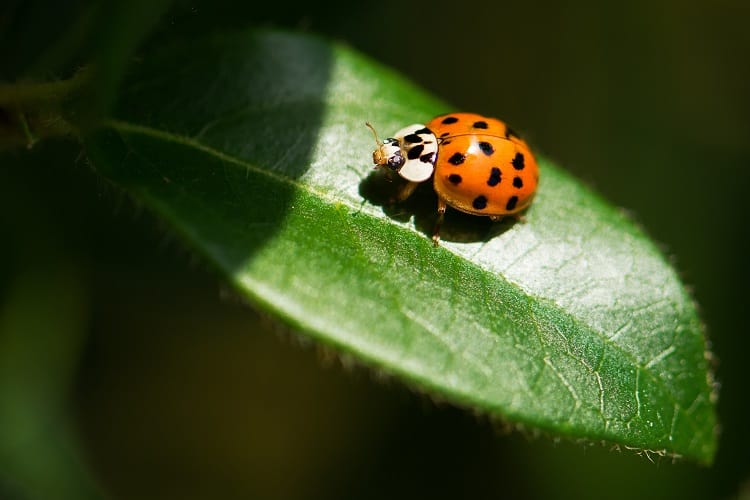 ladybug on plant