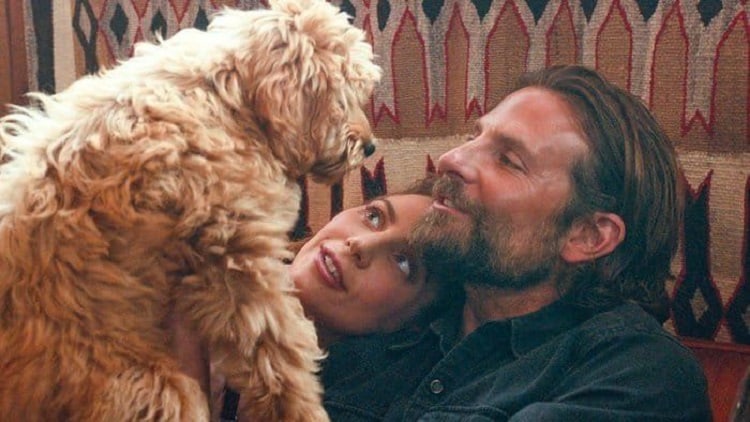 Jack and Ally at home, with their newly adopted dog (played by Bradley Cooper's real life dog, Charlie).