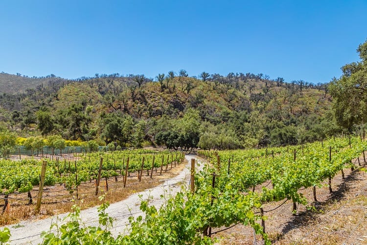 the vineyards at the rosenthal estate in malibu