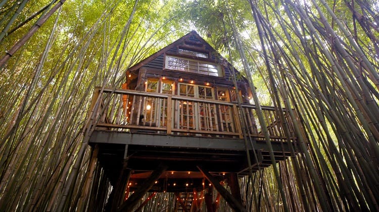 beautiful tree house in a bamboo forest in atlanta