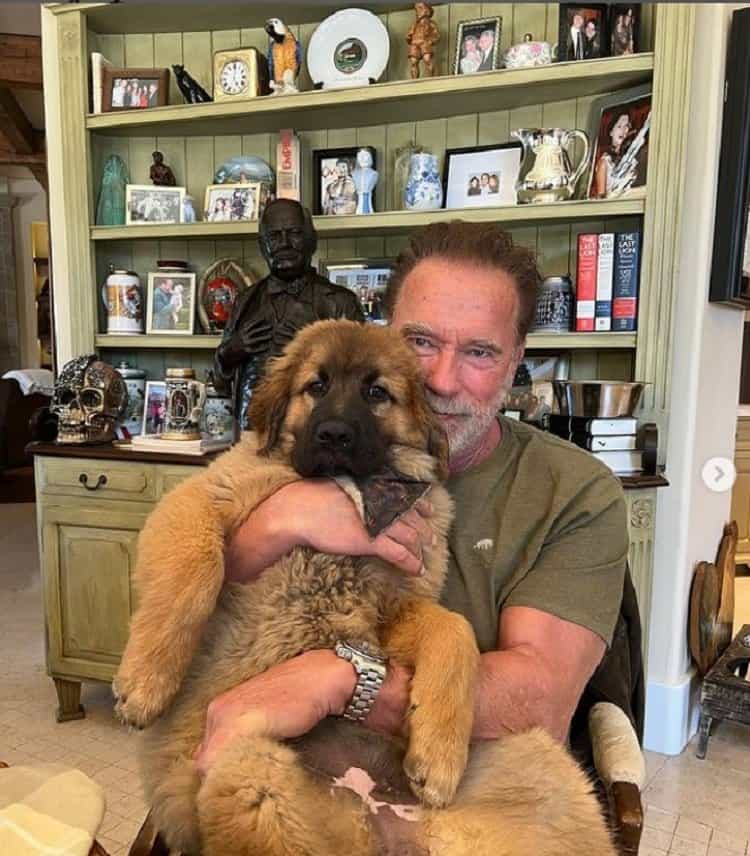 Arnold Schwarzenegger at home, cradling the newest addition to his family, a Leonberger dog he named Schnitzel. 