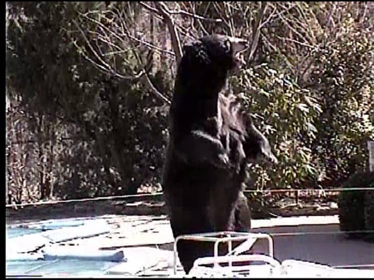 bear in the backyard of the sopranos house