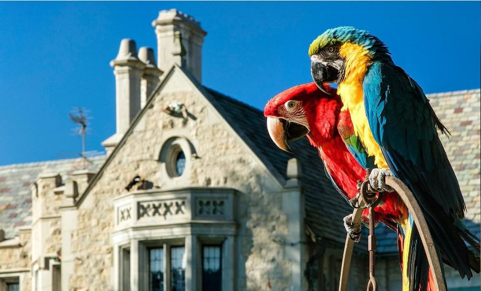 Parrots at the Playboy Mansion, a few of the many exotic animals that lived on the grounds of the infamous estate.