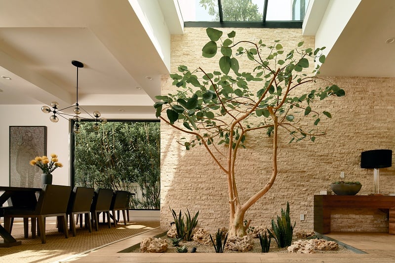 open floorplan with warm wood interiors, dining area, and a ficus growing inside